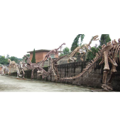 Life Size Dinosaur Skeleton Replicas for Sale